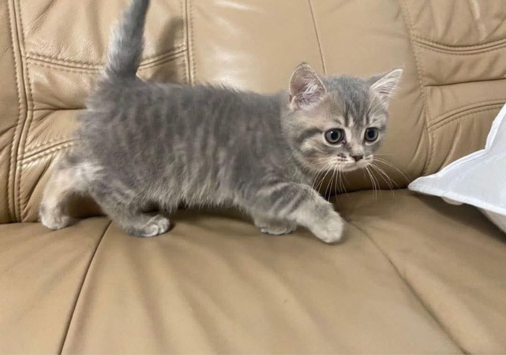 British silver femela