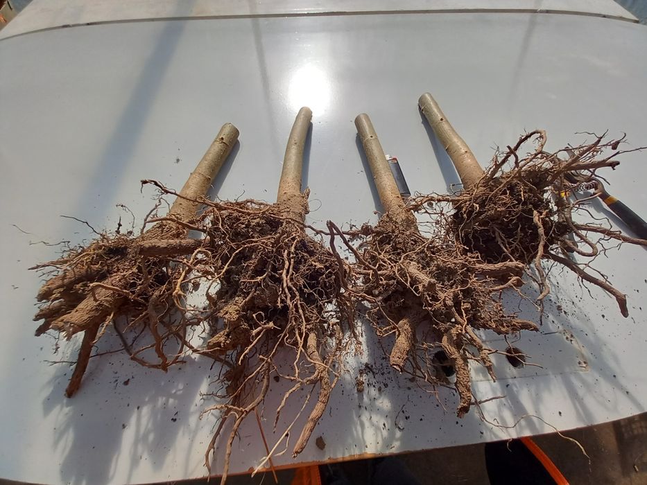 Paulownia Clona Carpatica Butasi Lemnificat