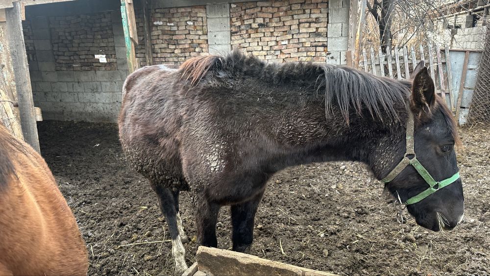 Лошадь полтарашк