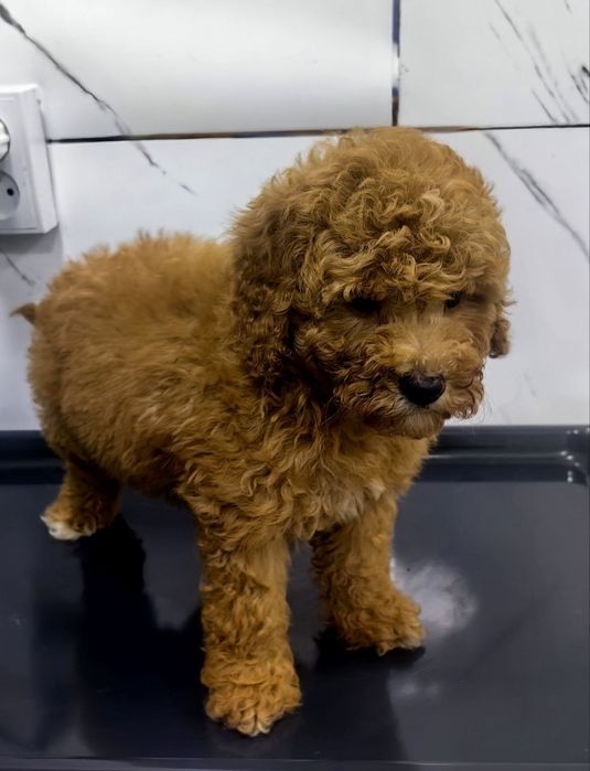 Девочка, той пудель