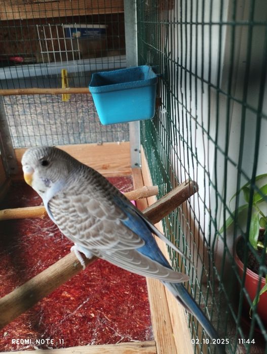 Продаю валнистых , Молодые попугай.