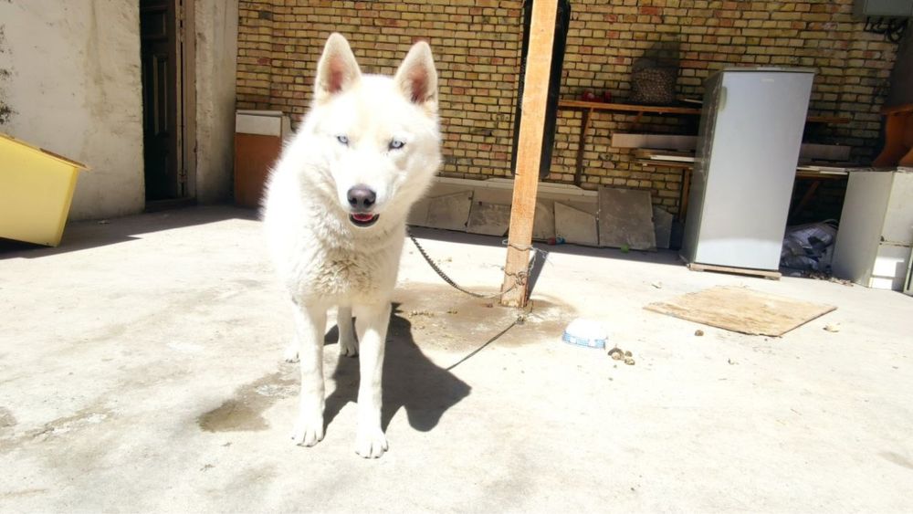 Xaski Sotiladi 1 yosh Erkak