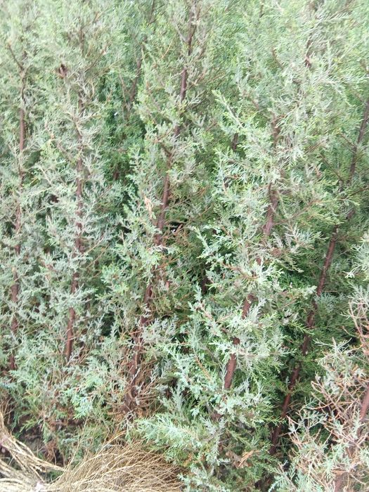 Joyidan kovlab beriladi