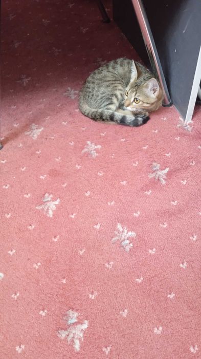 Отдадим даром кошку!