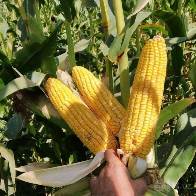 Silos rasmdagi holatda garyantya