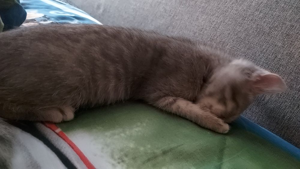 отдам котёнка в хорошие руки