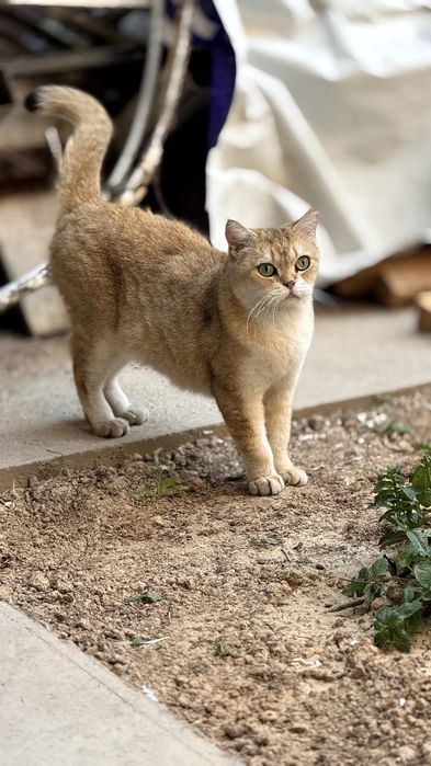Britanskiy Zolataya chinchilla