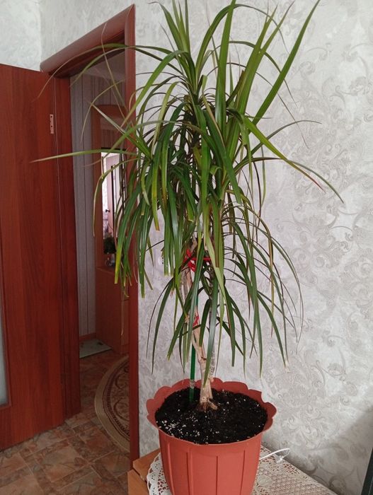 Продам комнатный цветок