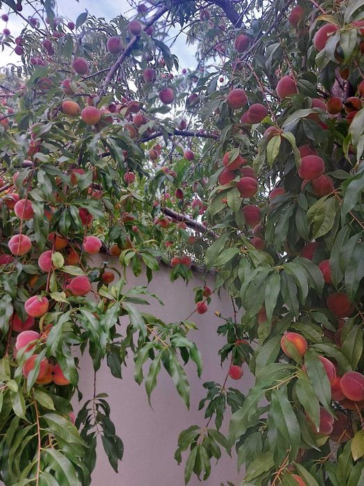 Piersici pentru compot, dulceață, consum