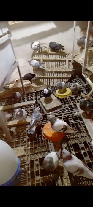 Таклалар сотилади