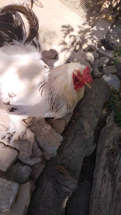 Xuroz va tovuq bramma sotiladi