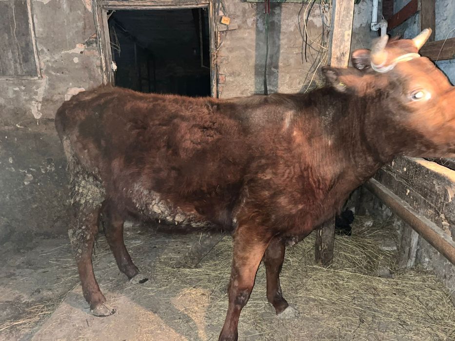 Продается первотелко