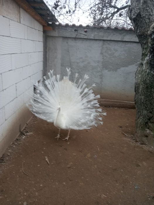 Vând păun alb matur