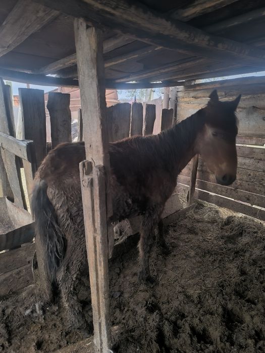 Еркек тай сатамын