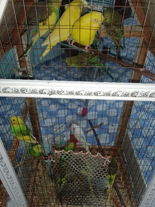 попугаевые семейство