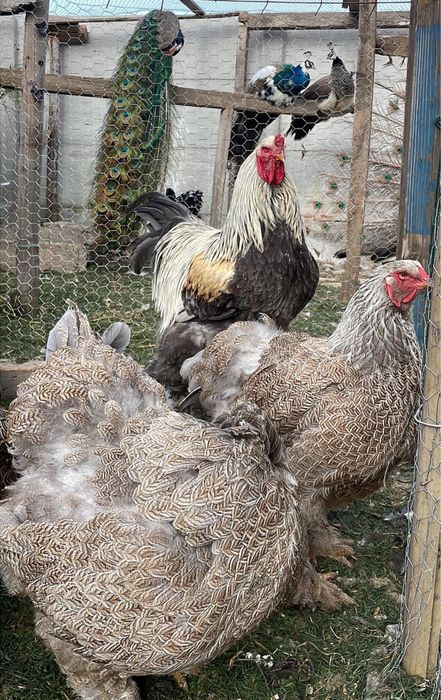 Ouă BRAHMA URIAȘ. Calitate superioară!!