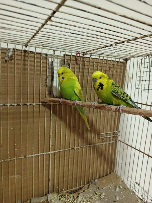 Попугай сотилади