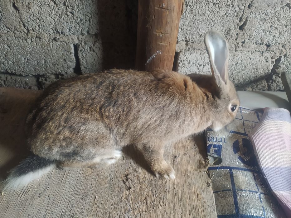 Quyonlar sotiladi olganga barakasini bersin va oʻzidan koʻpaysin