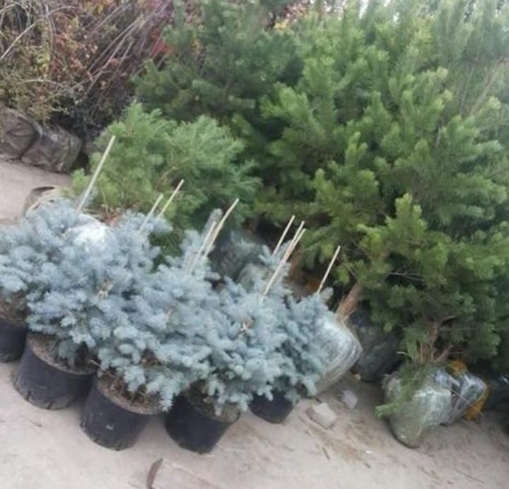 Саженцы / Цветы / Благоустройство