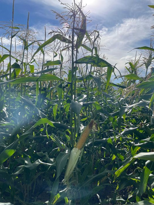 Замразена сладка царевица на кочани