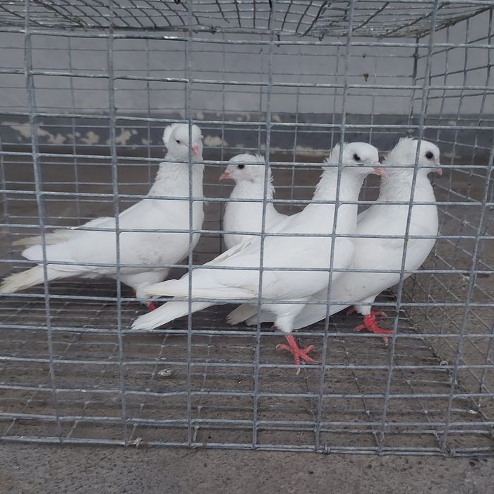 Бели чубати бровястые 2пара