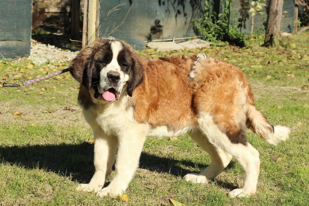 Момиче Санбернар