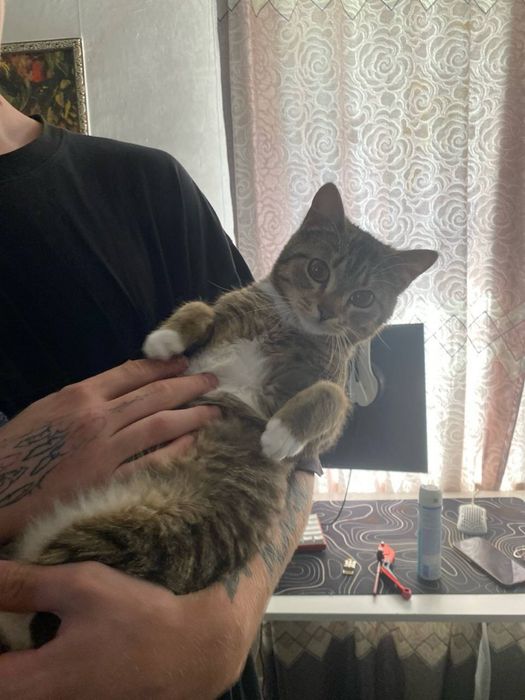 отдам котов в добрые руки