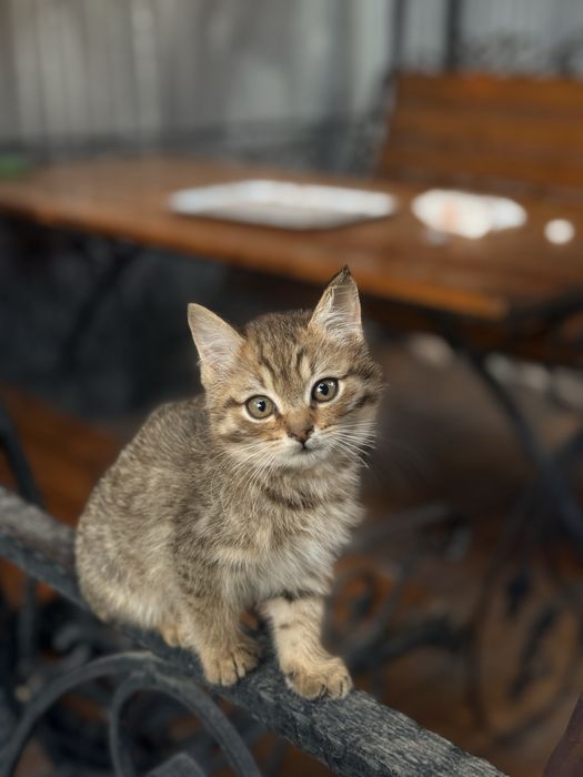 Отдам Котят Алматы 1