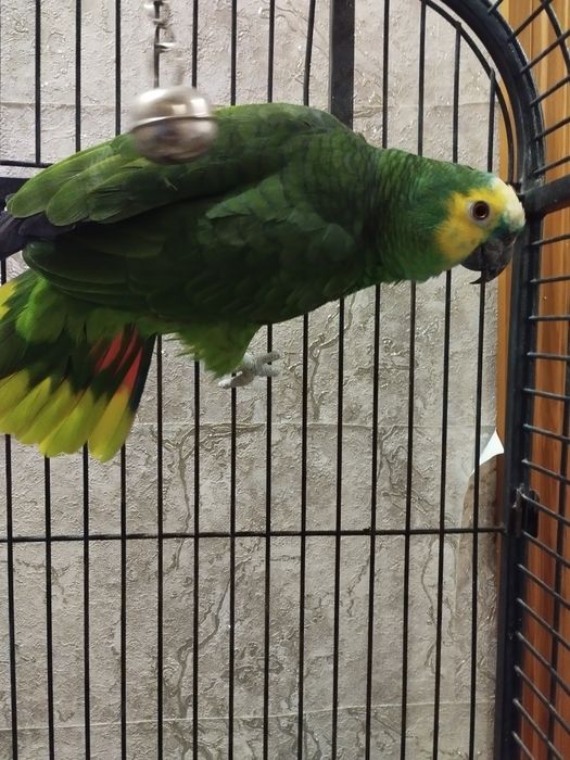 Продам попугая Амазон