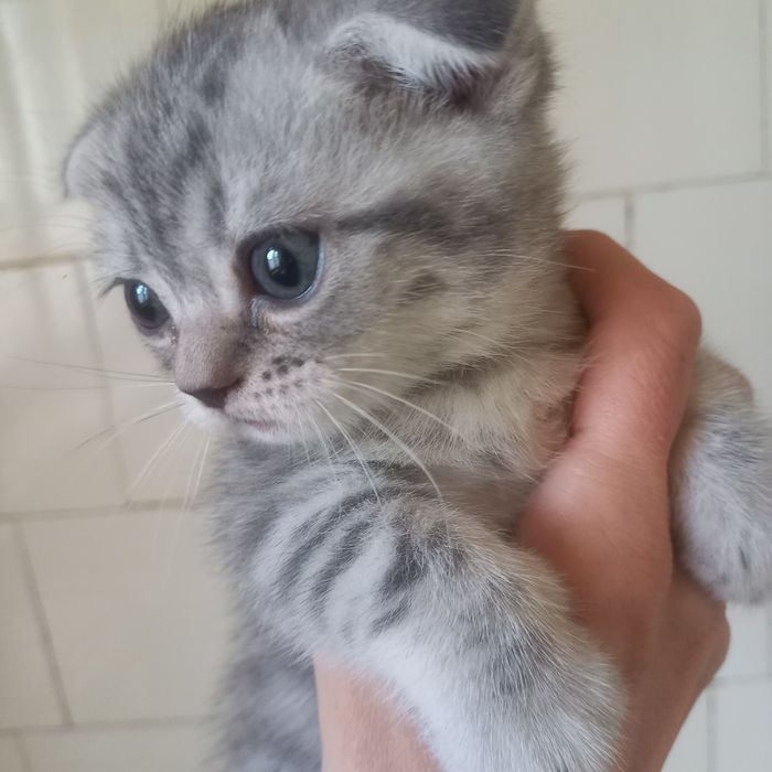 Шотландский котёнок мальчик