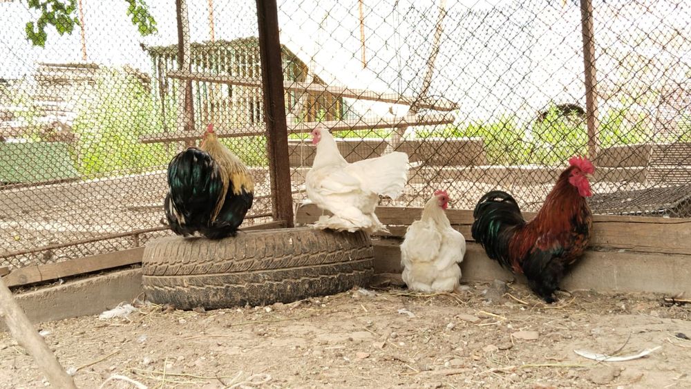 Продам карликовых курей