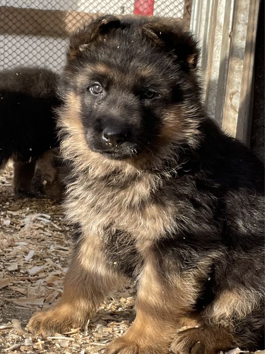 Щенки немецкой овчарки