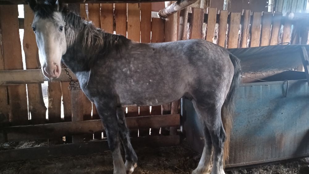 Жеребец ! 6 лет, в седле ходит!