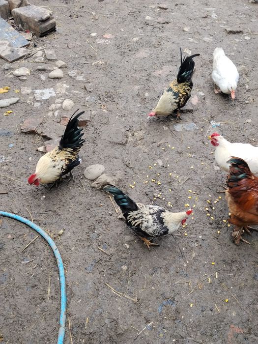 Vând cocoși pitici Prahova