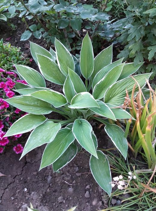 Голландские Лилии