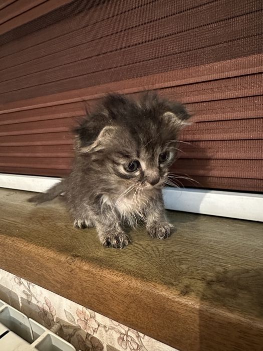 VK-da mushuk ichidagi fotosurat