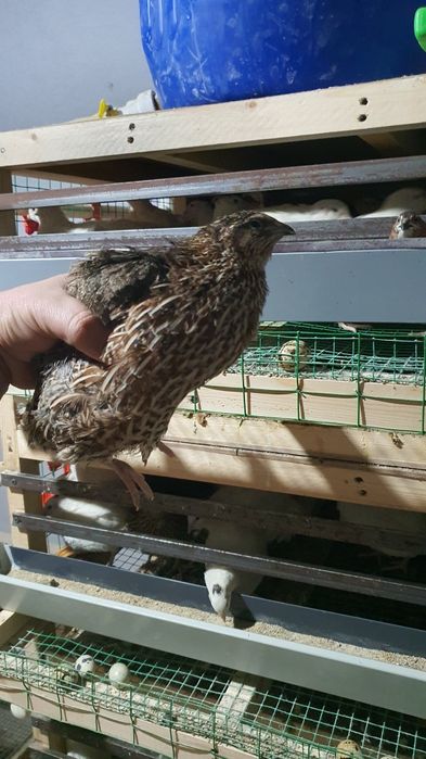 Ок белый гигант бедана ва тухумлари.