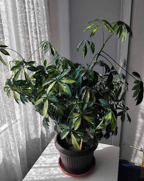 Цвете шефлера Schefflera