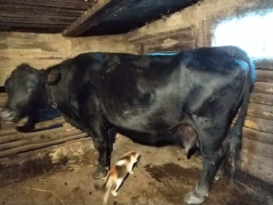 Продам корову и быка