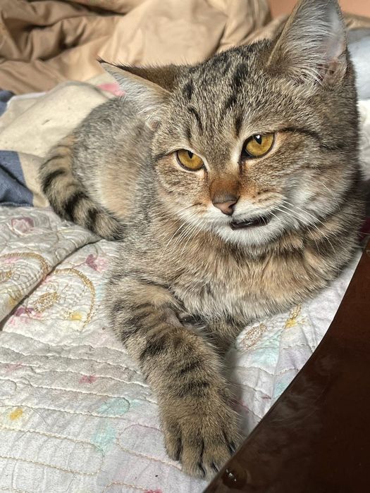 Пропал котик  мальчик