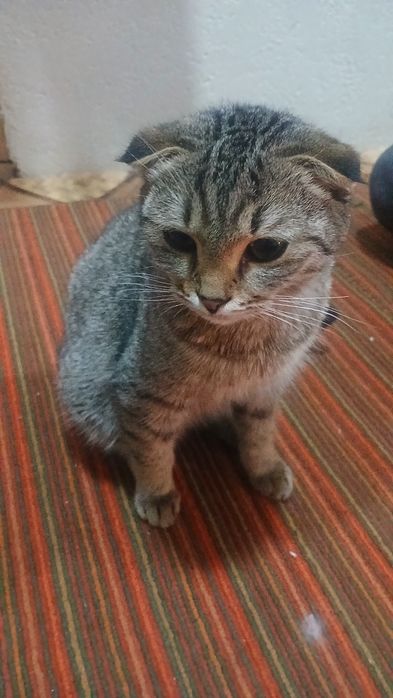 Mushuk yuvosh aqilli