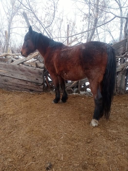 Продается кобыла крупная