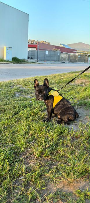 Френски Булдог на 4 месеца