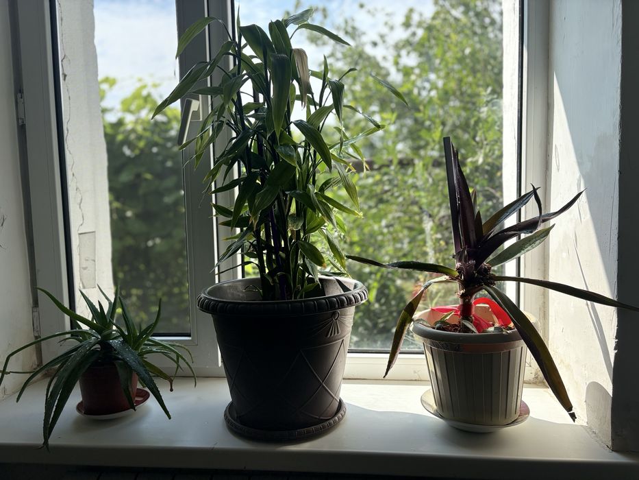 Комнатные цветы по 3000 тенге