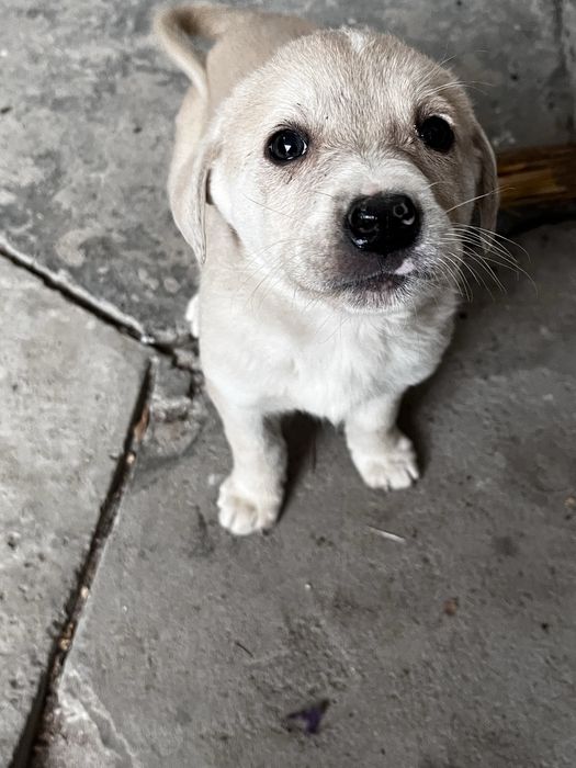 Щеночки хорошие