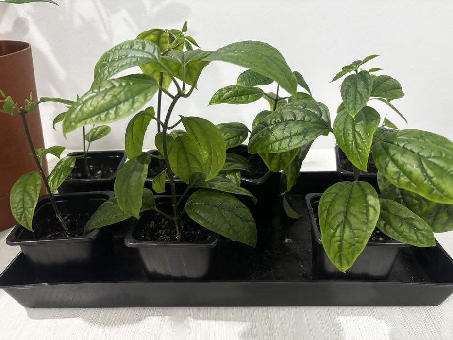 Продам комнатные цветы