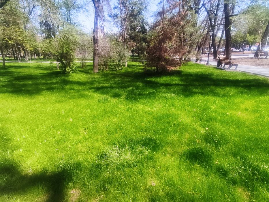 Гидропосев газона