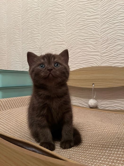 Котята британцы 1,5 месячные