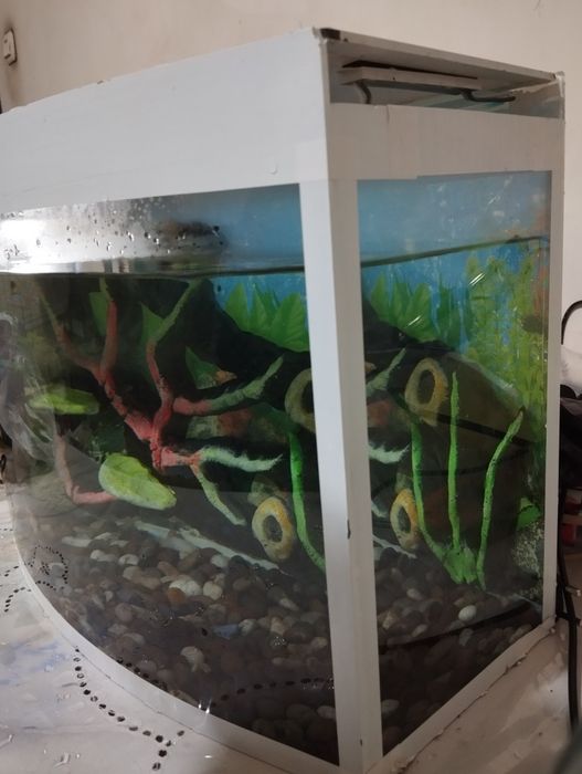 Akvarium komplekt ovalniy sotiladi
