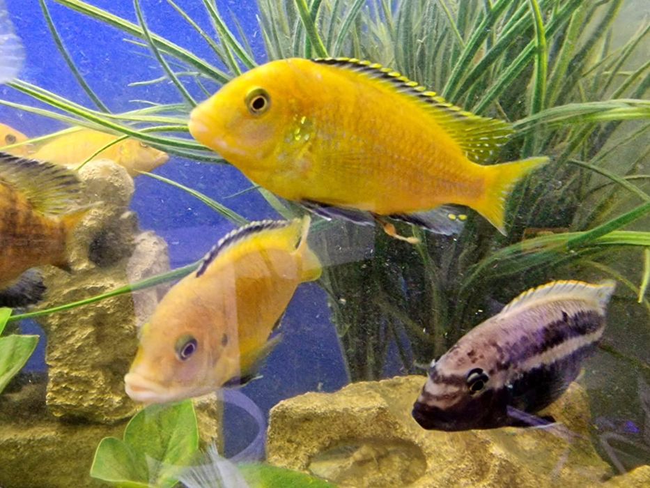 Продам цихлид 300